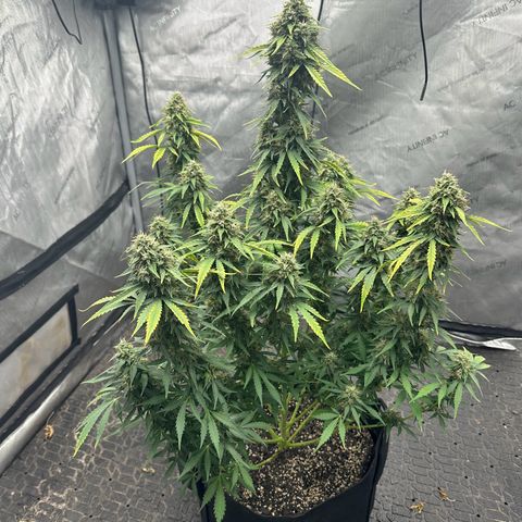 Apple Fritter, Orion F1, Mimosa growlog photo: After Defoliating 