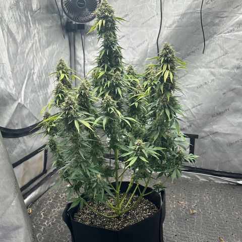 Apple Fritter, Orion F1, Mimosa growlog photo: After Defoliating 