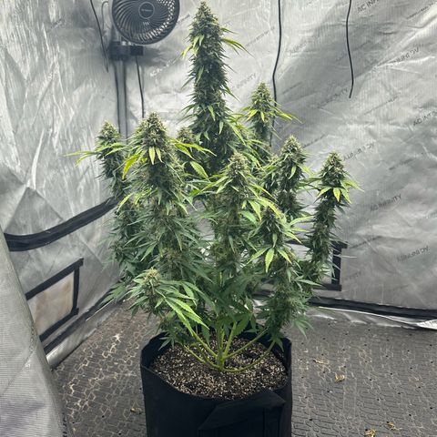 Apple Fritter, Orion F1, Mimosa growlog photo: After Defoliating 