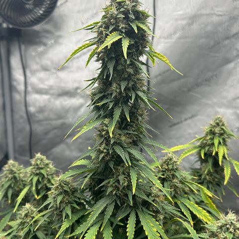Apple Fritter, Orion F1, Mimosa growlog photo: After Defoliating 