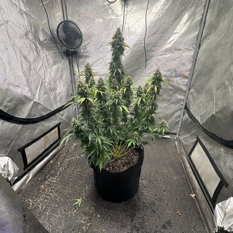 Apple Fritter, Orion F1, Mimosa growlog photo: After Defoliating 