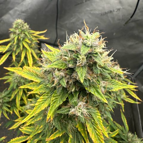 Apple Fritter, Orion F1, Mimosa growlog photo: Apple Fritter Automatic #2 trichomes heads are starting to turn amber gonna let go for a few more days and let the plant dry out before harvest