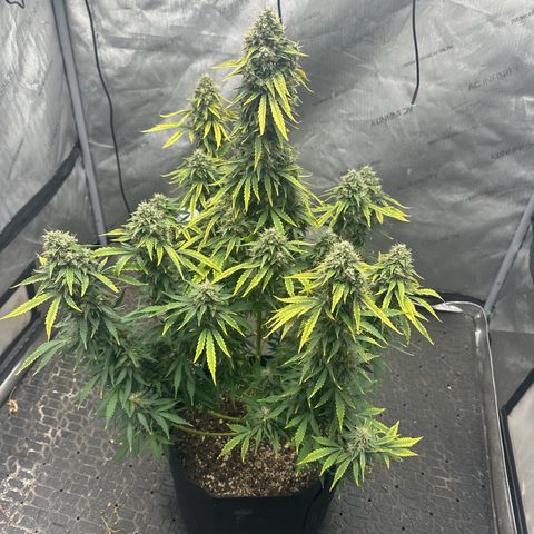 Apple Fritter, Orion F1, Mimosa growlog photo: Apple Fritter Automatic #2 trichomes heads are starting to turn amber gonna let go for a few more days and let the plant dry out before harvest