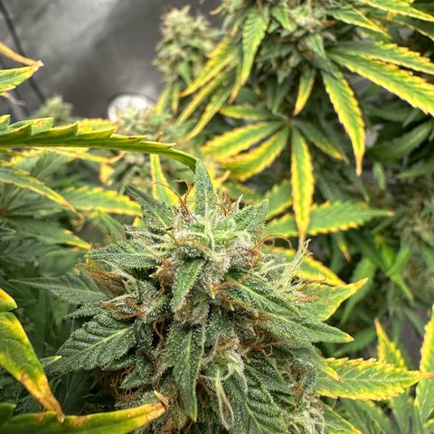 Apple Fritter, Orion F1, Mimosa growlog photo: After 24 hrs darness