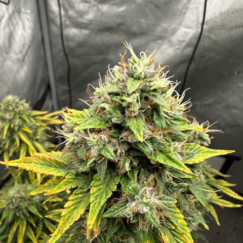 Apple Fritter, Orion F1, Mimosa growlog photo: After 24 hrs darness