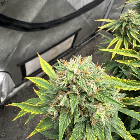 Apple Fritter, Orion F1, Mimosa growlog photo: After 24 hrs darness