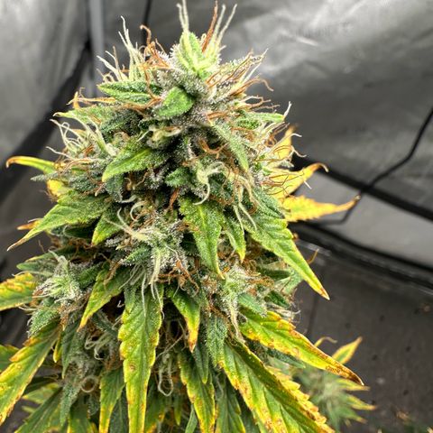 Apple Fritter, Orion F1, Mimosa growlog photo: After 24 hrs darness