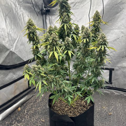 Apple Fritter, Orion F1, Mimosa growlog photo: After 24 hrs darness