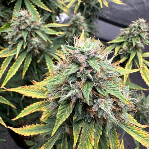Apple Fritter, Orion F1, Mimosa growlog photo: After 24 hrs darness