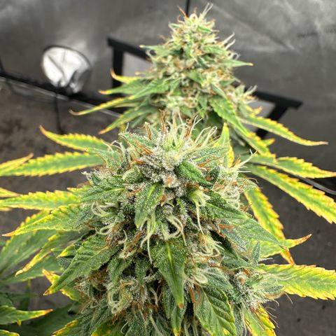 Apple Fritter, Orion F1, Mimosa growlog photo: After 24 hrs darness