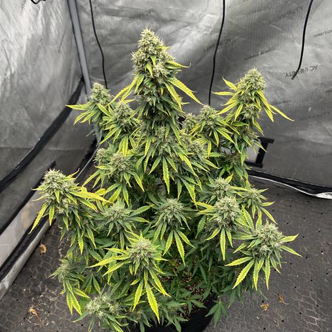 Apple Fritter, Orion F1, Mimosa growlog photo: After 24 hrs darness