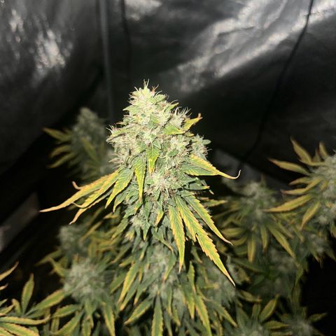 Apple Fritter, Orion F1, Mimosa growlog photo: Apple Fritter #2