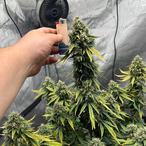 Apple Fritter, Orion F1, Mimosa growlog timeline photo