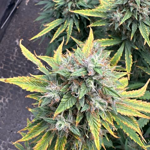 Apple Fritter, Orion F1, Mimosa growlog timeline photo
