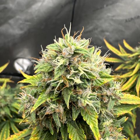Apple Fritter, Orion F1, Mimosa growlog timeline photo