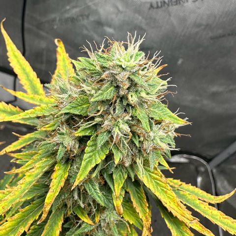 Apple Fritter, Orion F1, Mimosa growlog timeline photo