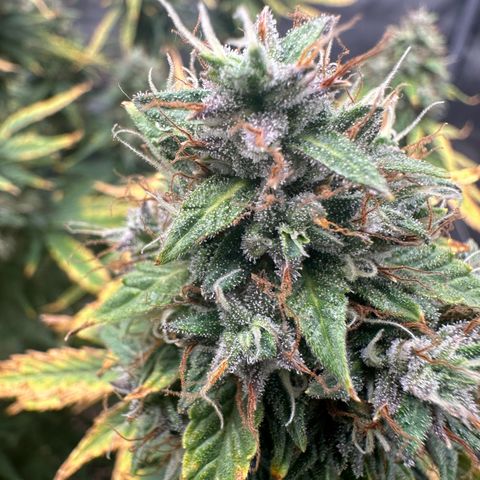 Apple Fritter, Orion F1, Mimosa growlog photo: Looking frosty!
