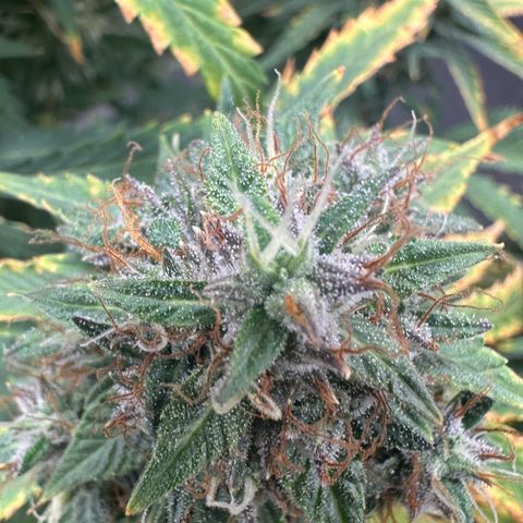 Apple Fritter, Orion F1, Mimosa growlog photo: Looking frosty!