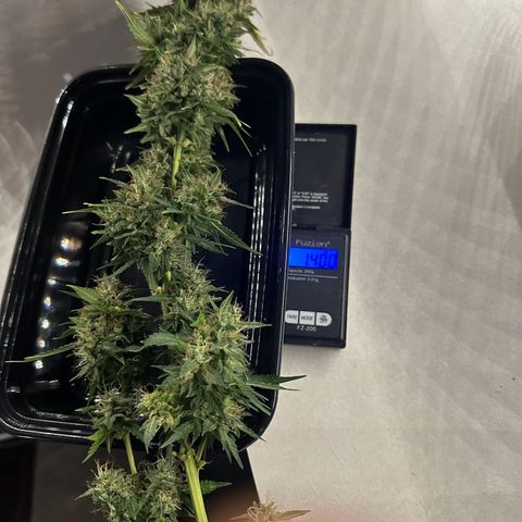 Apple Fritter, Orion F1, Mimosa growlog photo: Harvested Apple Fritter Automatic #2 only weight I got is main cola and second to smallest side branch wet. Will update with dry weight when it’s ready 
