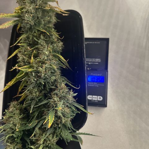 Apple Fritter, Orion F1, Mimosa growlog photo: Harvested Apple Fritter Automatic #2 only weight I got is main cola and second to smallest side branch wet. Will update with dry weight when it’s ready 