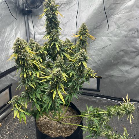 Apple Fritter, Orion F1, Mimosa growlog photo: Harvested Apple Fritter Automatic #2 only weight I got is main cola and second to smallest side branch wet. Will update with dry weight when it’s ready 