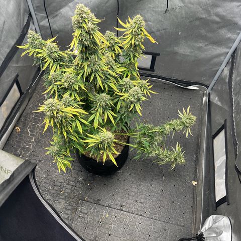 Apple Fritter, Orion F1, Mimosa growlog photo: Harvested Apple Fritter Automatic #2 only weight I got is main cola and second to smallest side branch wet. Will update with dry weight when it’s ready 