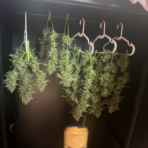 Apple Fritter, Orion F1, Mimosa growlog photo: Harvested Apple Fritter Automatic #2 only weight I got is main cola and second to smallest side branch wet. Will update with dry weight when it’s ready 