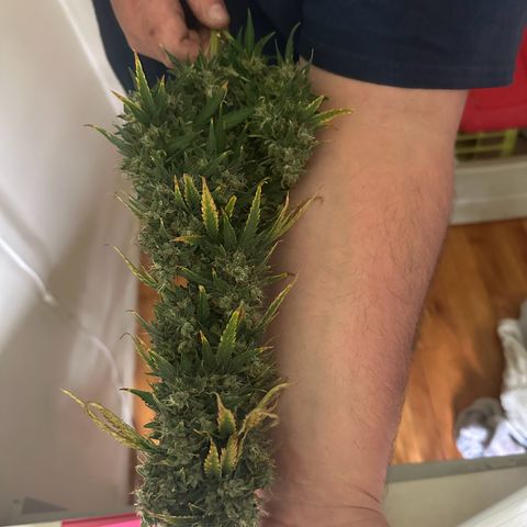Apple Fritter, Orion F1, Mimosa growlog photo: Harvested Apple Fritter Automatic #2 only weight I got is main cola and second to smallest side branch wet. Will update with dry weight when it’s ready 