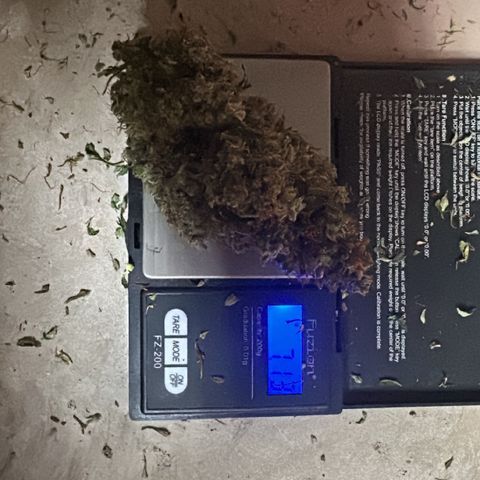 Apple Fritter, Orion F1, Mimosa growlog timeline photo