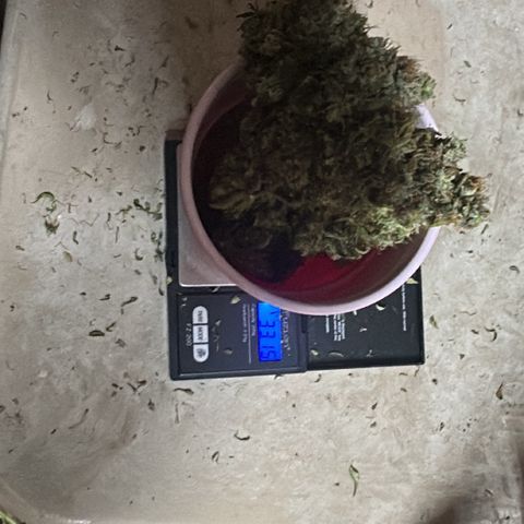 Apple Fritter, Orion F1, Mimosa growlog timeline photo