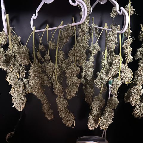 Apple Fritter, Orion F1, Mimosa growlog timeline photo