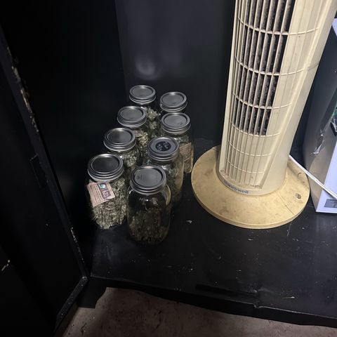 Apple Fritter, Orion F1, Mimosa growlog timeline photo