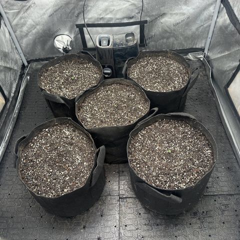 Quick One(5) growlog photo: 3 plants popped through soil yesterday, 2 more today 