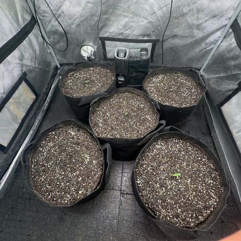 Quick One(5) growlog timeline photo