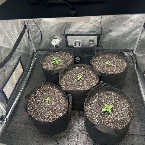 Quick One(5) growlog timeline photo