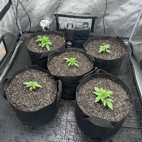 Quick One(5) growlog timeline photo