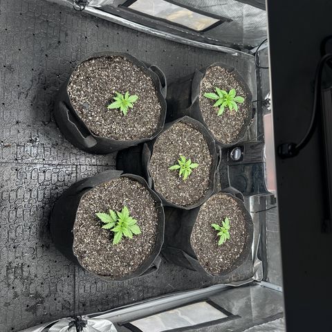 Quick One(5) growlog photo: Rotated the plants 