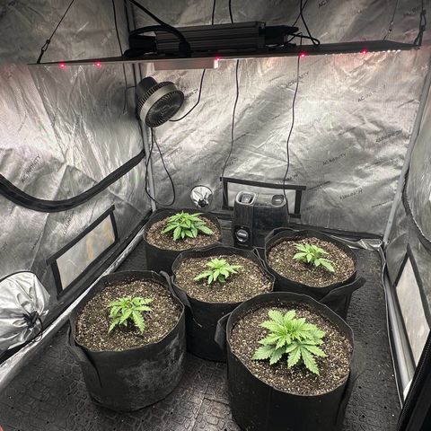 Quick One(5) growlog photo: Rotated and switched plants around to move them around the light. Did not water today because soil still looks and feels wet trying to avoid fungus gnats didn’t have them last grow don’t want them again too wet of soil is a good breeding ground for them 