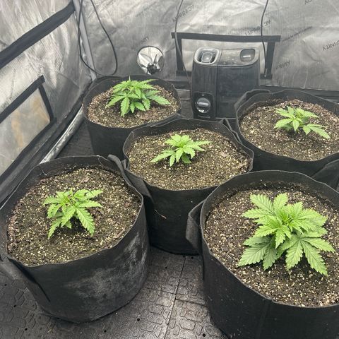 Quick One(5) growlog timeline photo