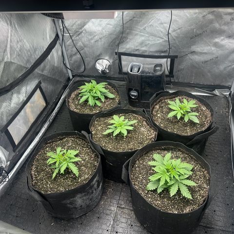 Quick One(5) growlog timeline photo