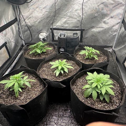 Quick One(5) growlog photo: Rotated, added 5tbs to each 5 gallon pot of Down To Earth Bat Guano 7-3-1, watered