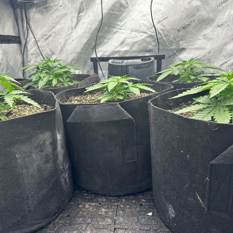 Quick One(5) growlog timeline photo