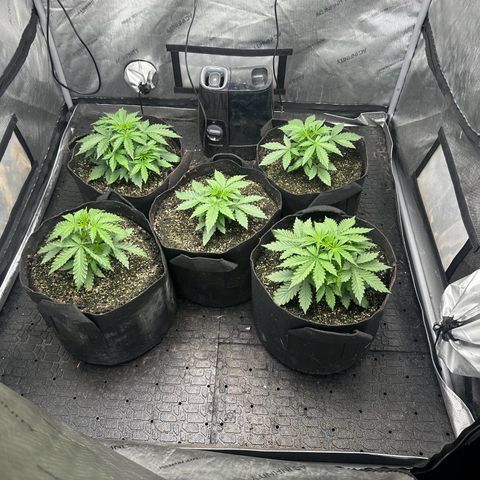 Quick One(5) growlog timeline photo