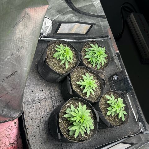 Quick One(5) growlog timeline photo