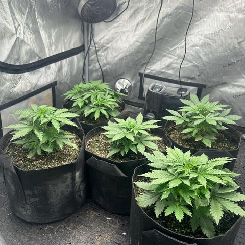 Quick One(5) growlog timeline photo