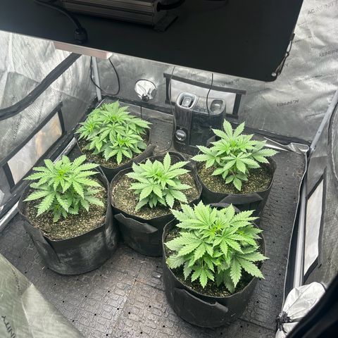 Quick One(5) growlog timeline photo