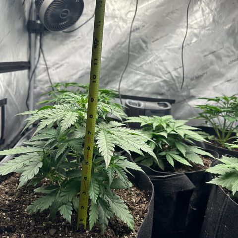 Quick One(5) growlog timeline photo