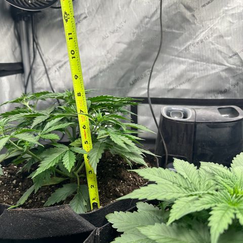 Quick One(5) growlog timeline photo