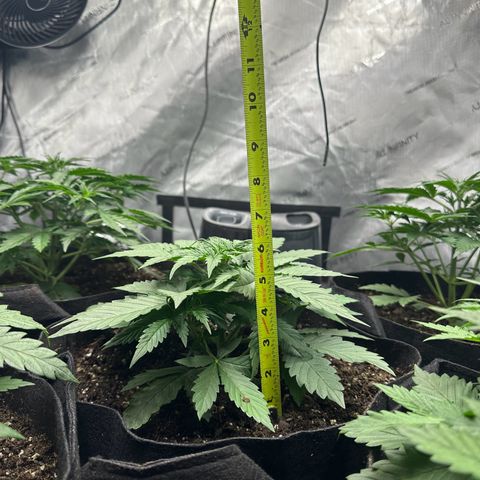 Quick One(5) growlog timeline photo