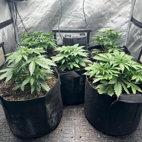 Quick One(5) growlog timeline photo